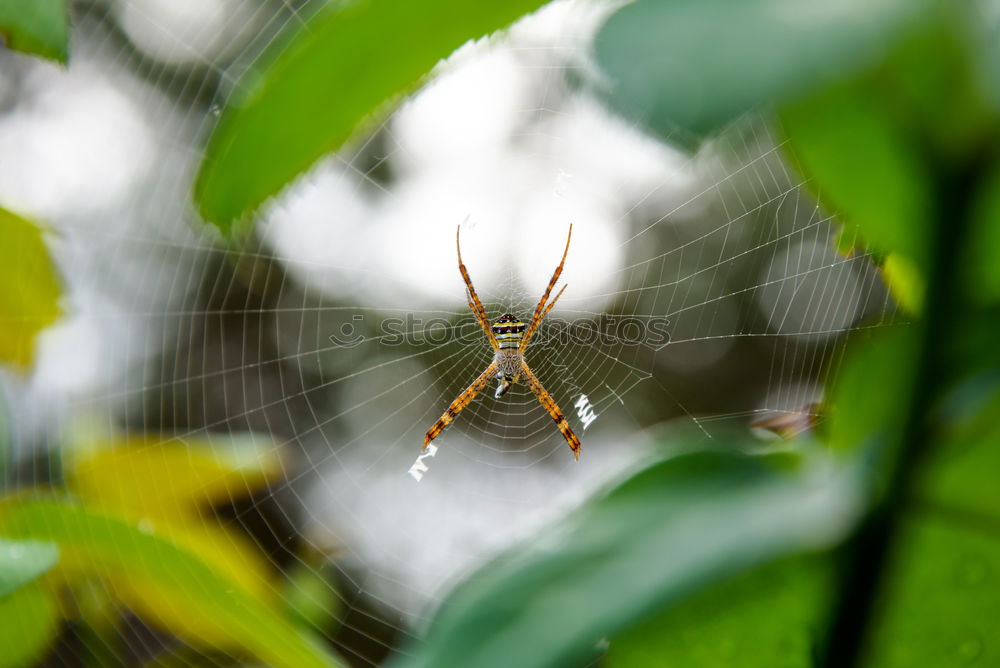 Similar – Image, Stock Photo nectar Nature Plant Animal