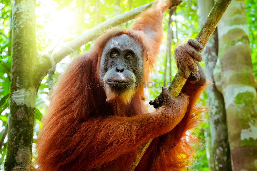 Similar – Image, Stock Photo Orang Utan in the rainforest