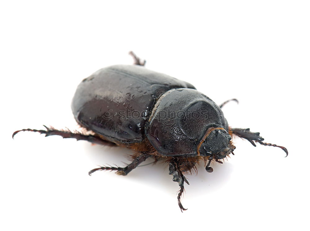 Similar – Child with beetle Garden