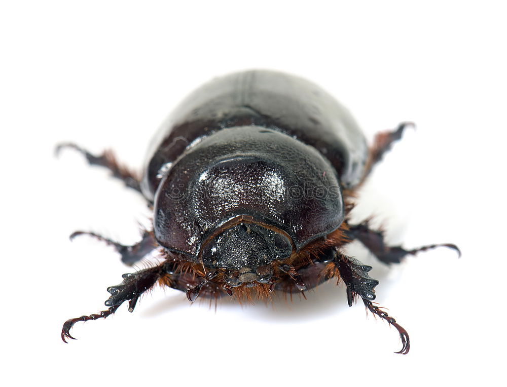 Similar – Image, Stock Photo Cheeeeeeeese! Wasps Animal