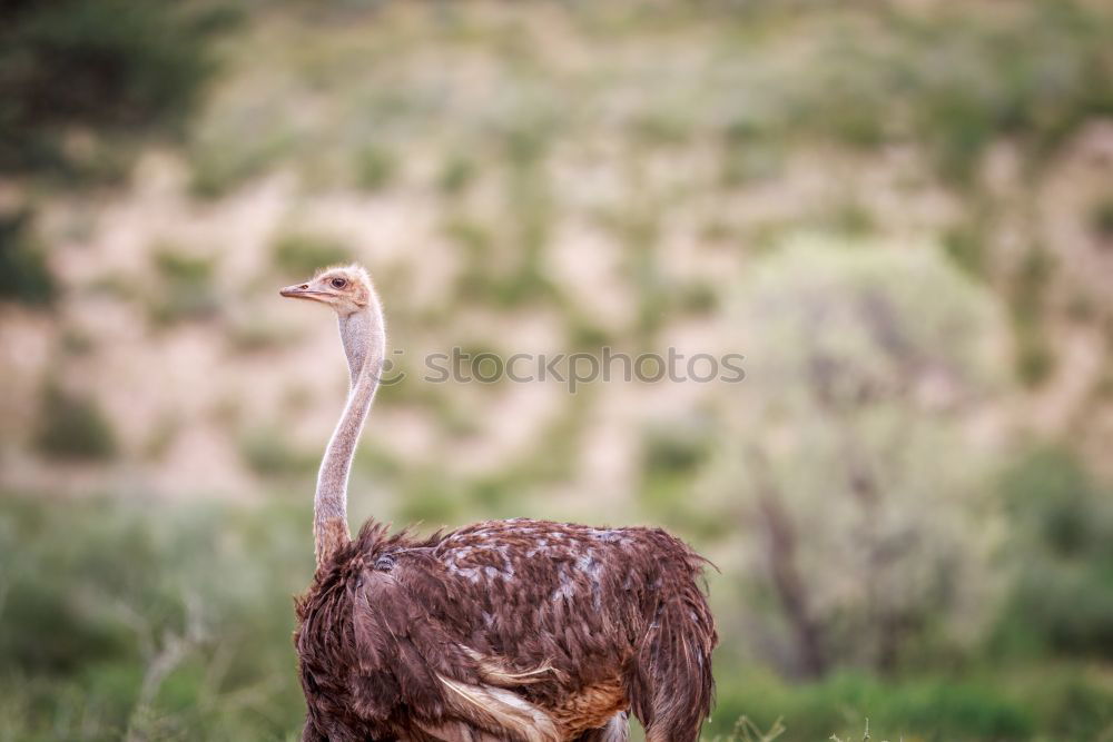 Similar – Early riser? ostrich Bird