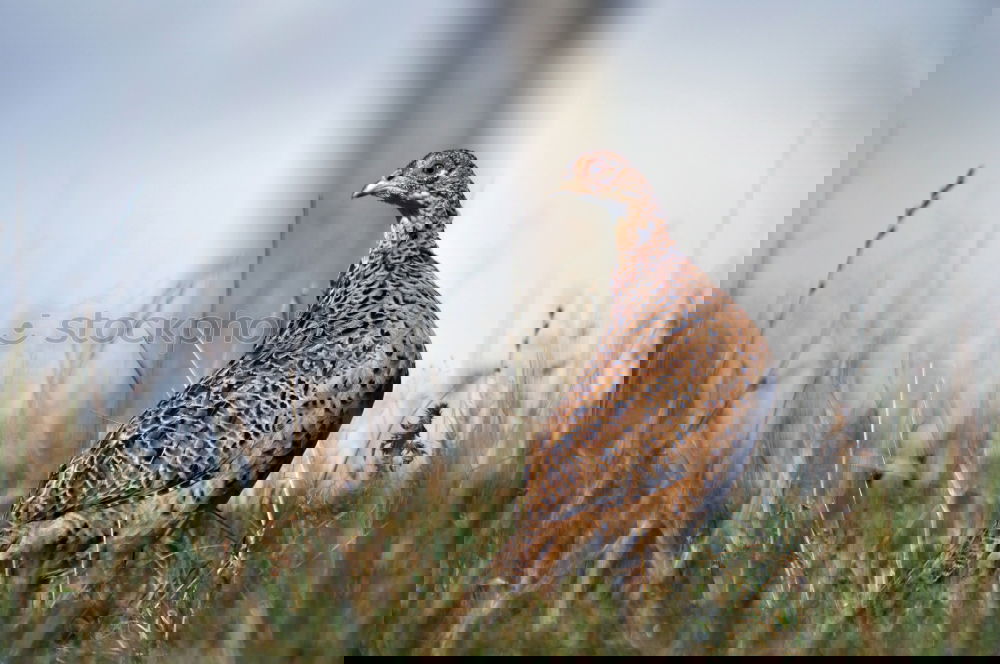 Similar – Image, Stock Photo pheasant hen Agriculture