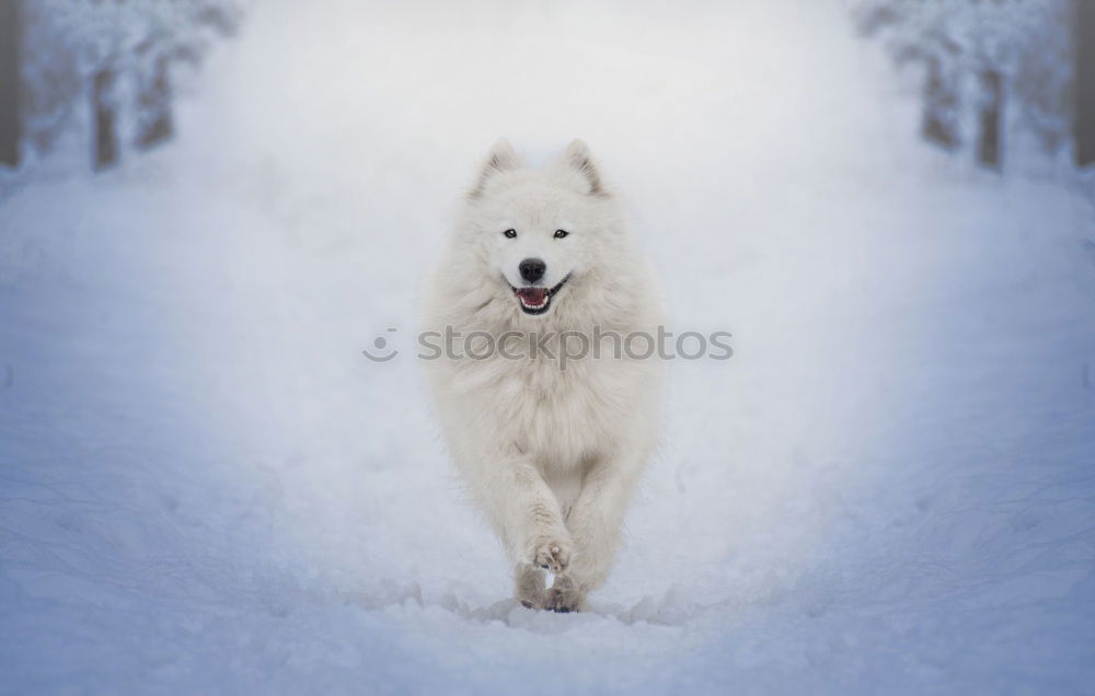 Similar – my happy dog :-)) Joy