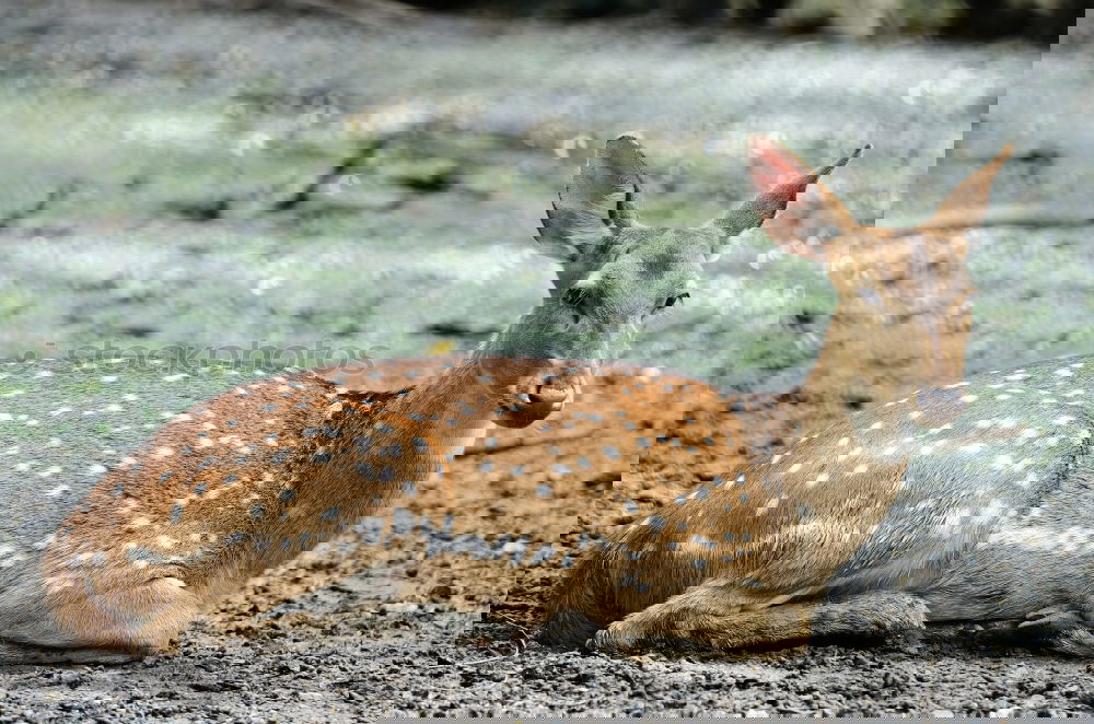 Similar – Foto Bild Coole Kitz Tier Wildtier