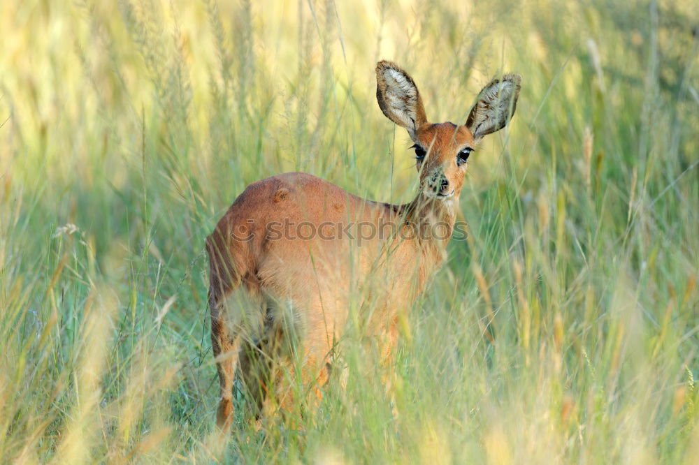 Similar – Image, Stock Photo top dog Nature Animal