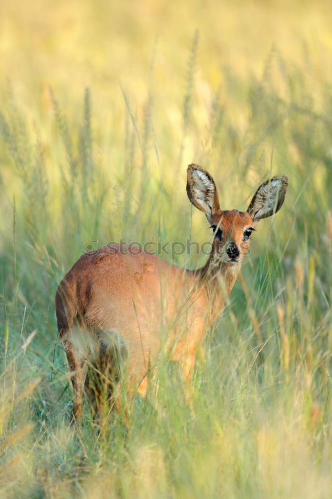 Similar – Image, Stock Photo top dog Nature Animal