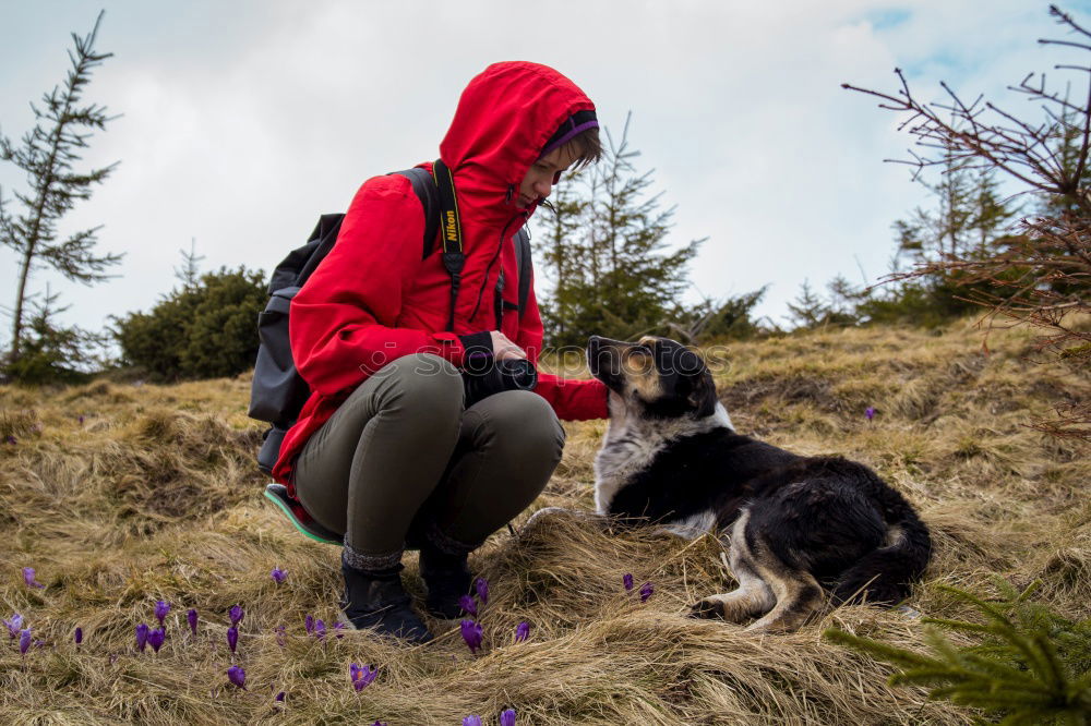 Similar – Image, Stock Photo Young woman with a Weimaraner hunting dog chilling in the forest