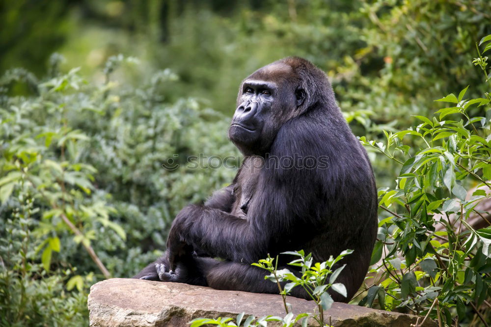 Similar – A gorilla eats leaves in the Impenetrable Forest