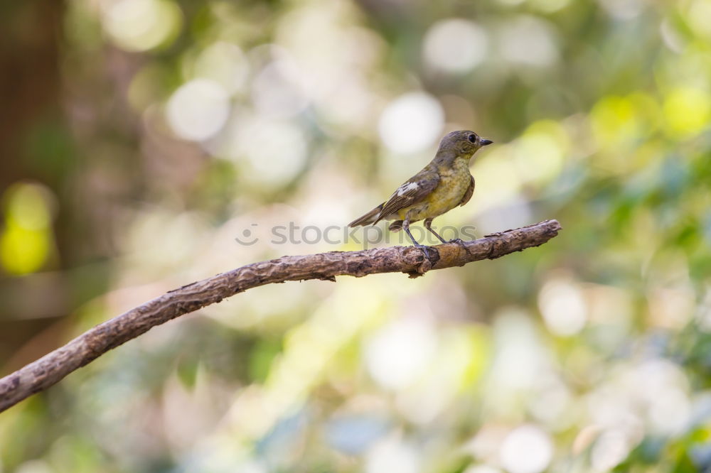 Similar – Image, Stock Photo Blue Tit Animal