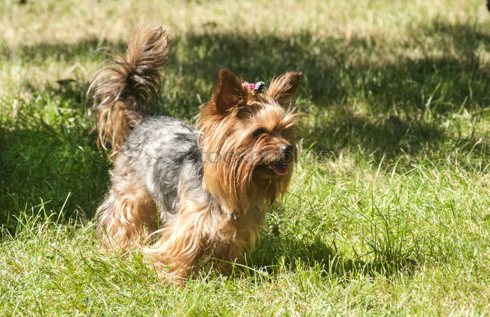 Similar – Foto Bild im park Tier Gras Park