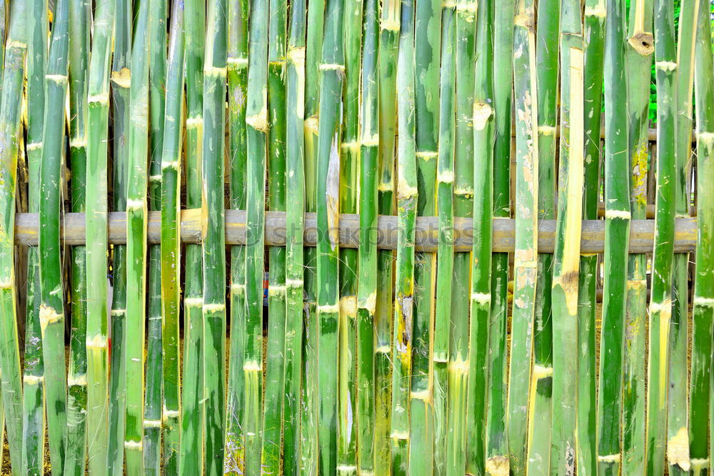 Similar – green leaves of daffodils in raindrops