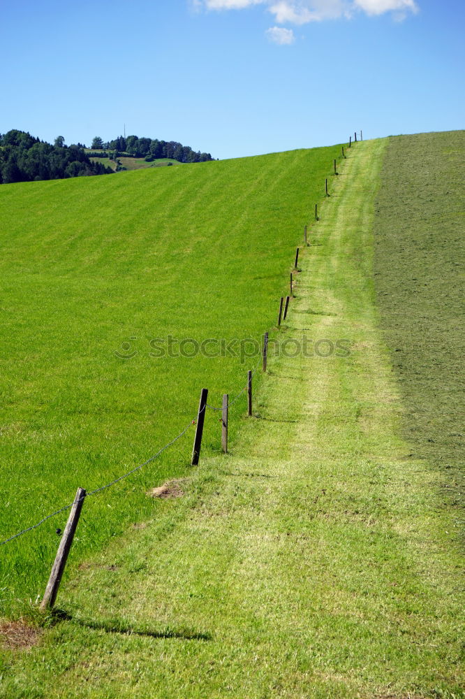 Similar – Image, Stock Photo finally free Meadow Calm