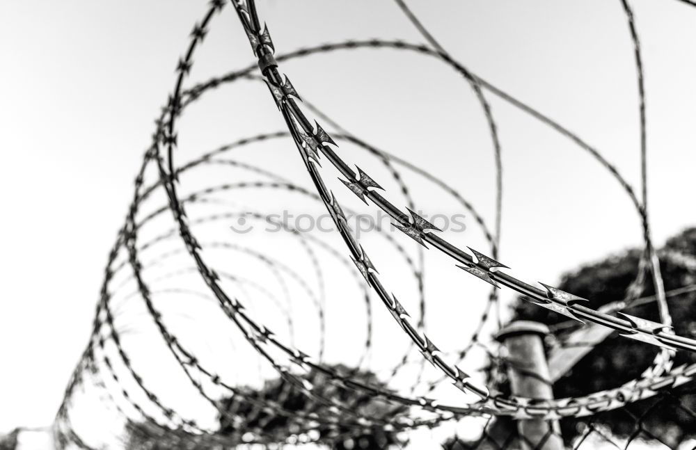 Similar – Image, Stock Photo captive Barbed wire Fence