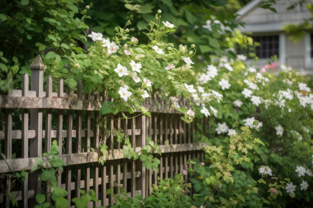 Similar – Mit Sträuchern und Blumen bewachsener Gartenzaun aus Holz