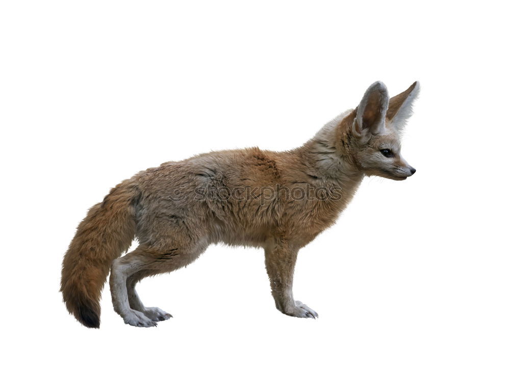Similar – Image, Stock Photo Fox on a rock a foggy day