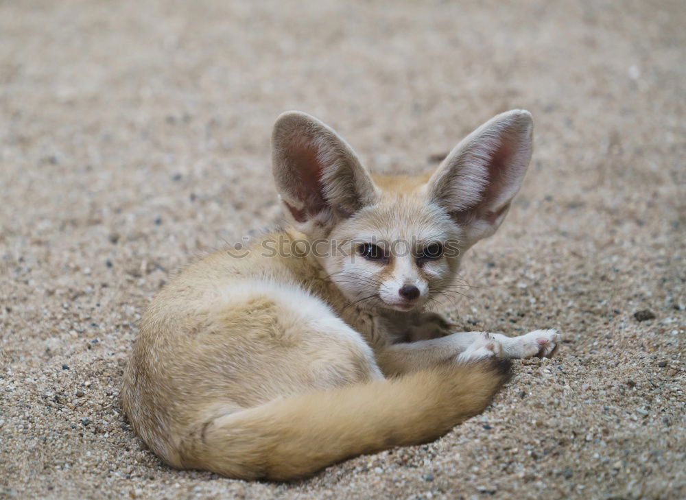 Similar – BIG EARS Large Animal