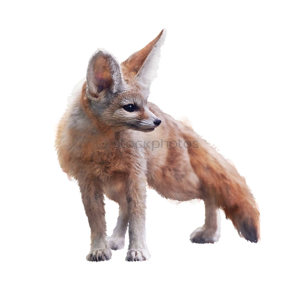 Image, Stock Photo Fox on a rock a foggy day