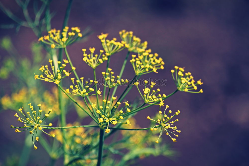 Similar – Image, Stock Photo FLOWERING TIME Healthy