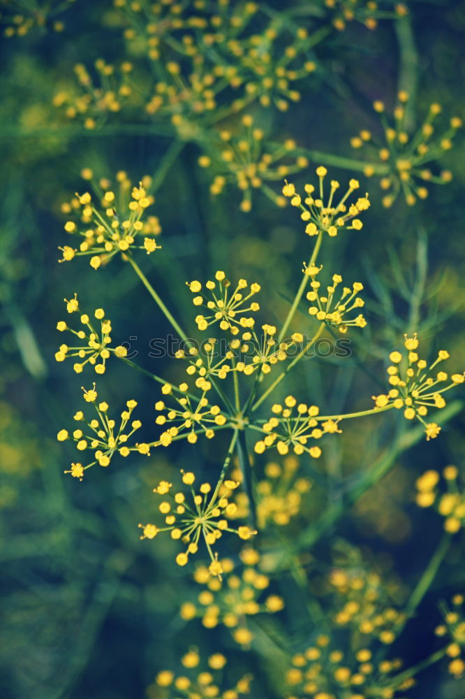 Similar – Busch mit weißen Blüten im Frühling