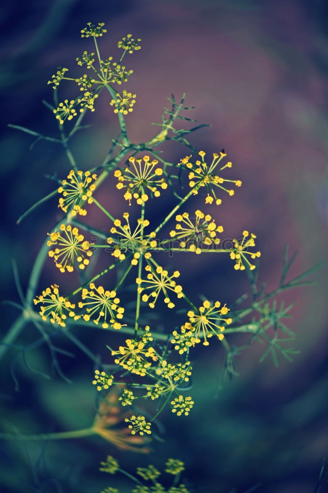 Similar – Image, Stock Photo * * Plant Autumn Bouquet