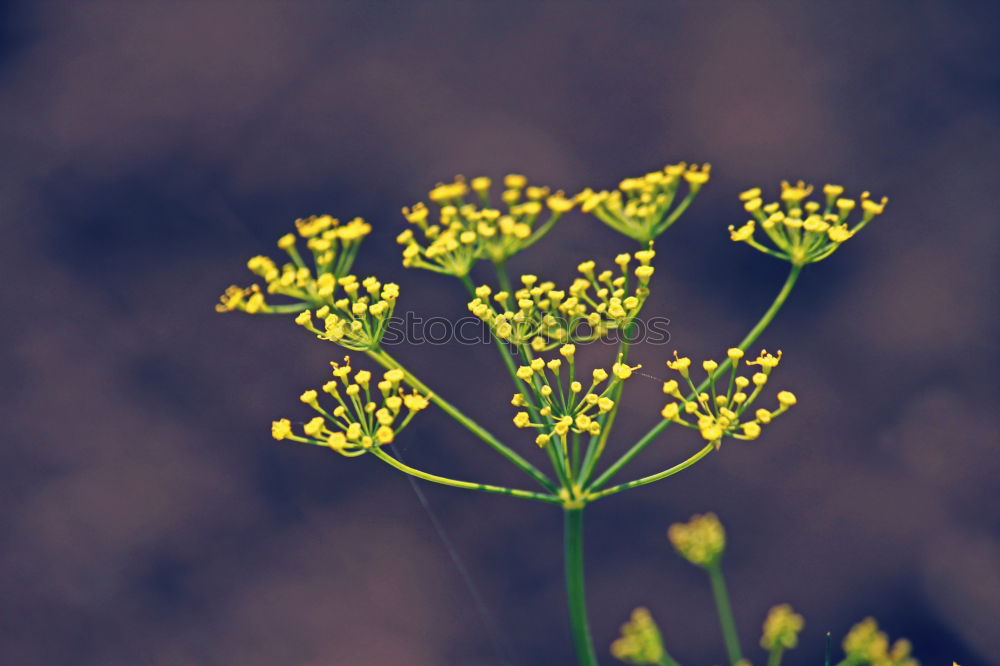 Image, Stock Photo FLOWERING TIME Healthy