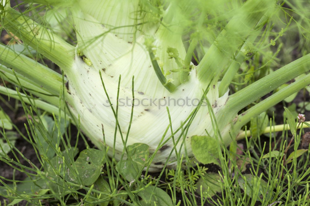 Similar – urban gardening bio fenchel