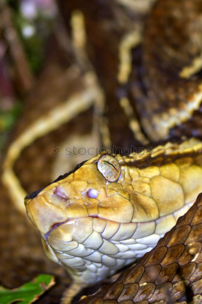 Similar – closeup of beautiful and dangerous european nose horned viper