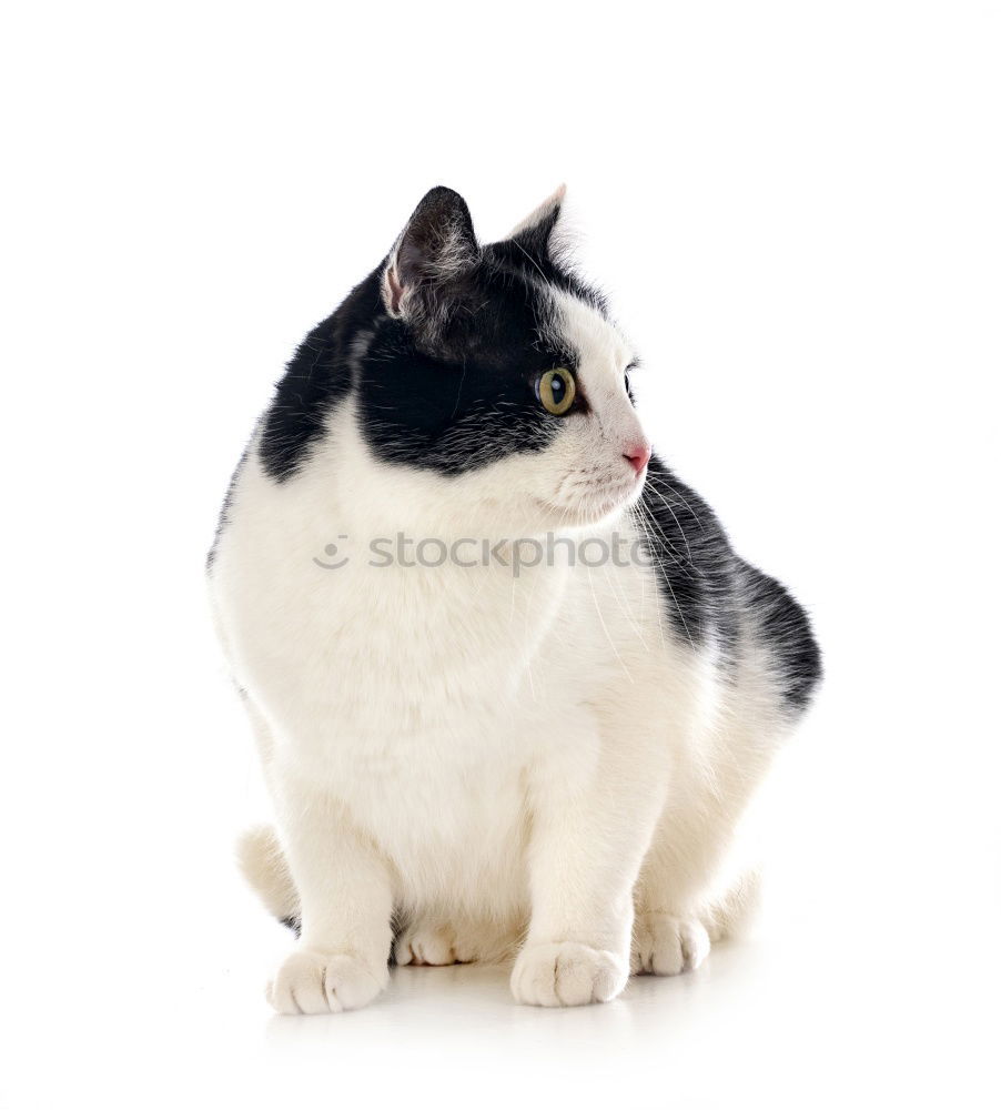 Similar – Image, Stock Photo hungry unhappy cat Pet Cat