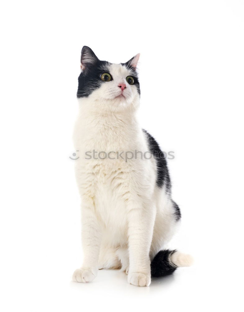 Similar – Image, Stock Photo hungry unhappy cat Pet Cat