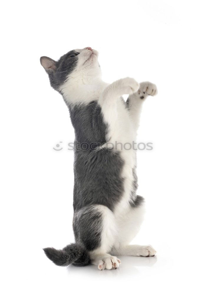 Similar – Image, Stock Photo cat wash Animal Pet Cat