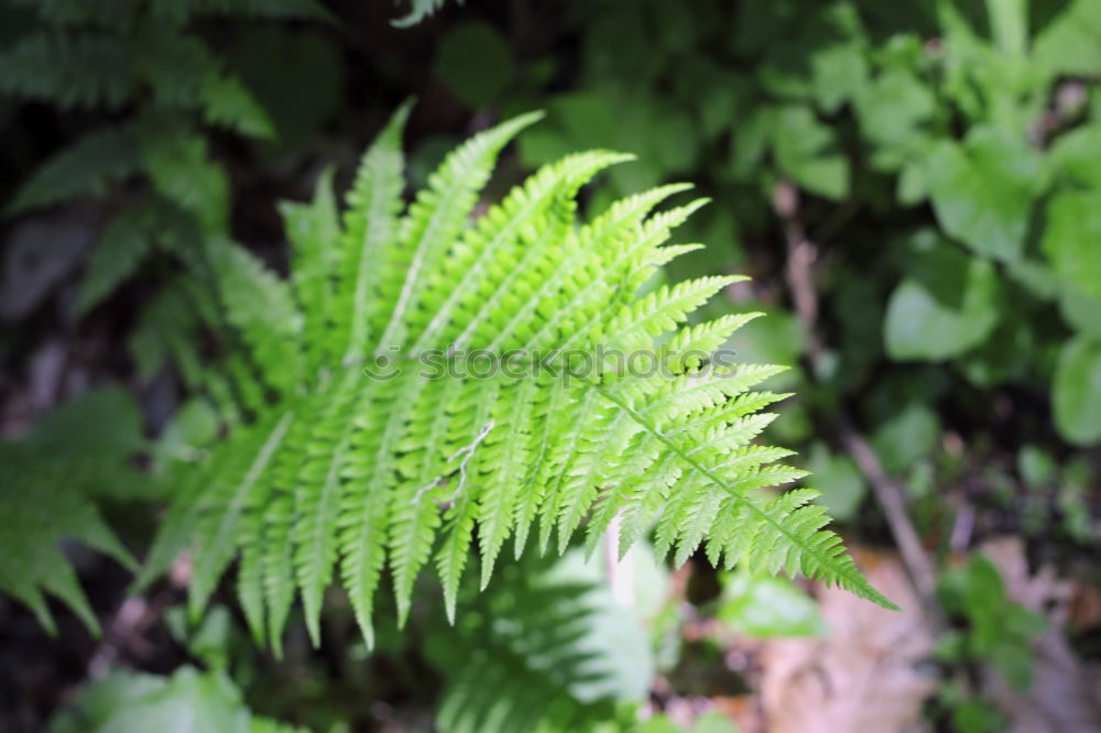 Similar – fern curl Nature Plant