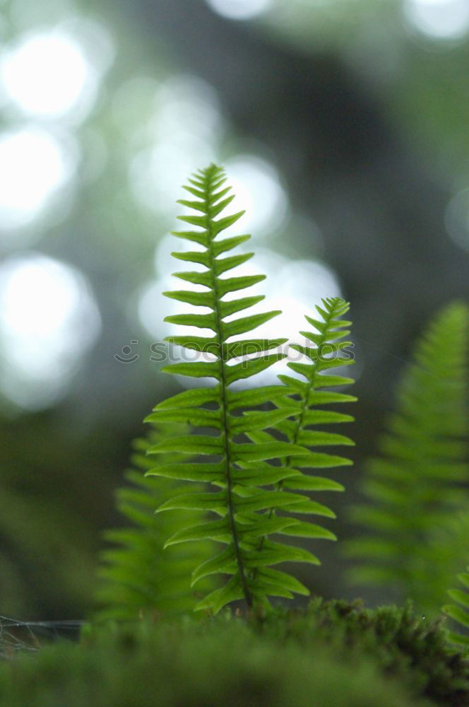 Similar – Image, Stock Photo leafy Summer Sunbeam