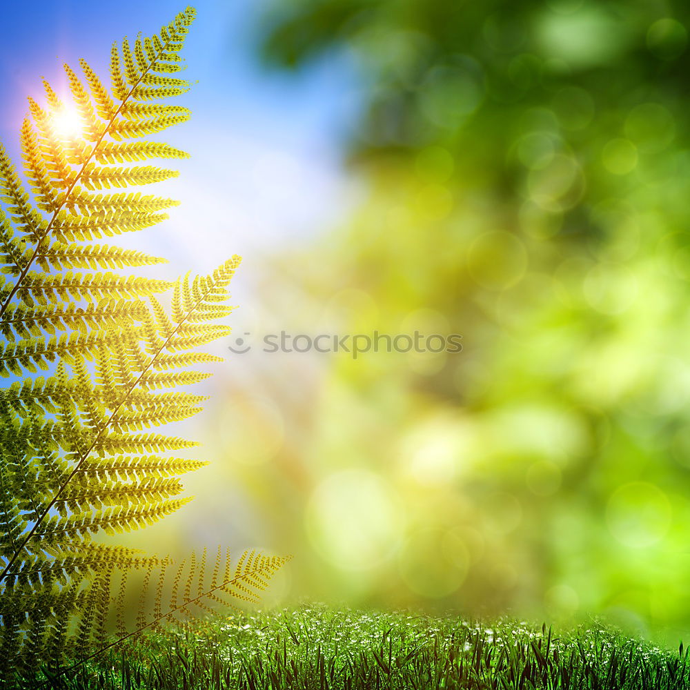 Similar – Fern Pteridopsida Green