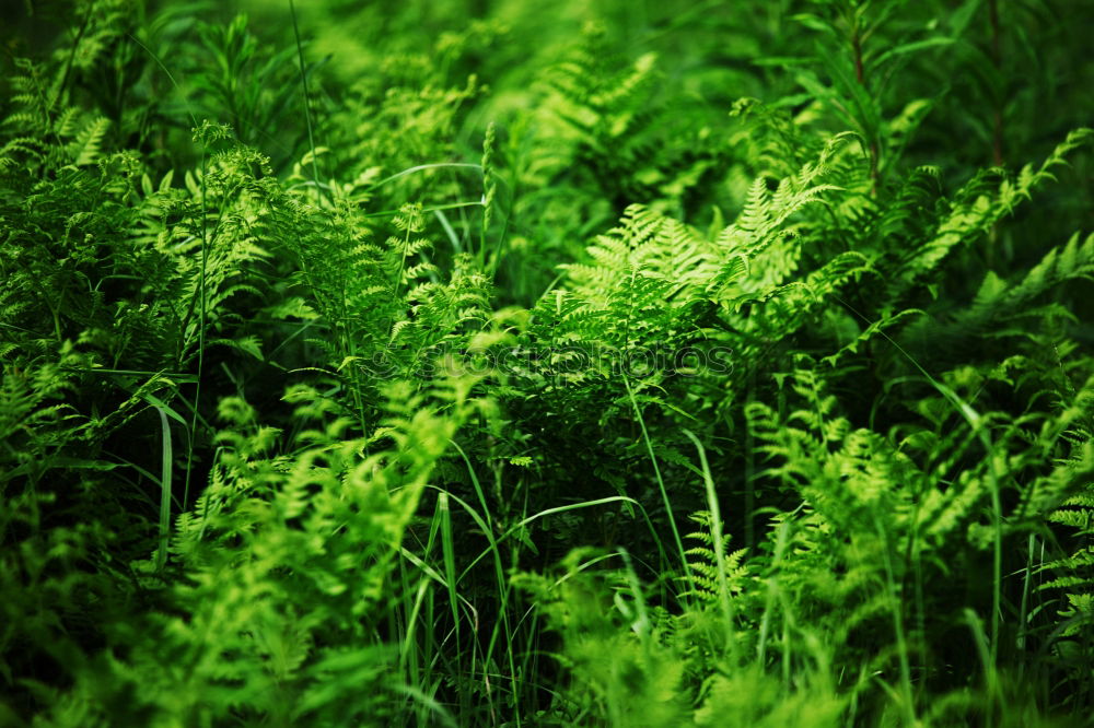 Similar – Green sea Plant Ocean