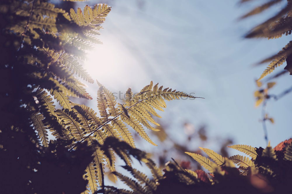 Image, Stock Photo A prickly plant growing in nature