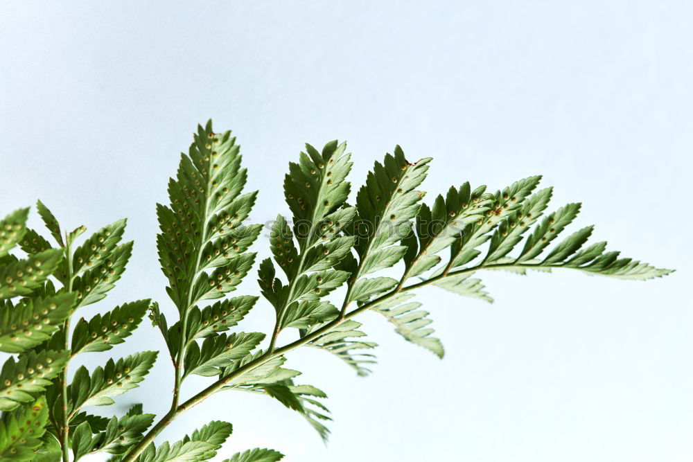 Similar – Image, Stock Photo Urtica Stinging nettle