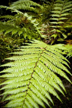 Similar – Image, Stock Photo fern Green Plant Leaf