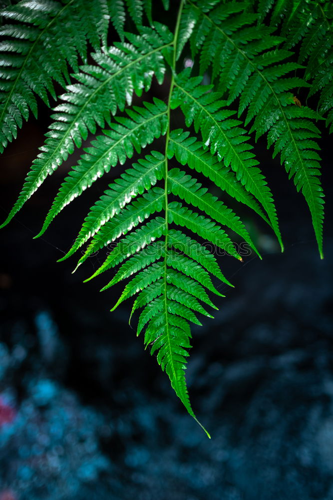 Similar – Image, Stock Photo frond Fern Environment