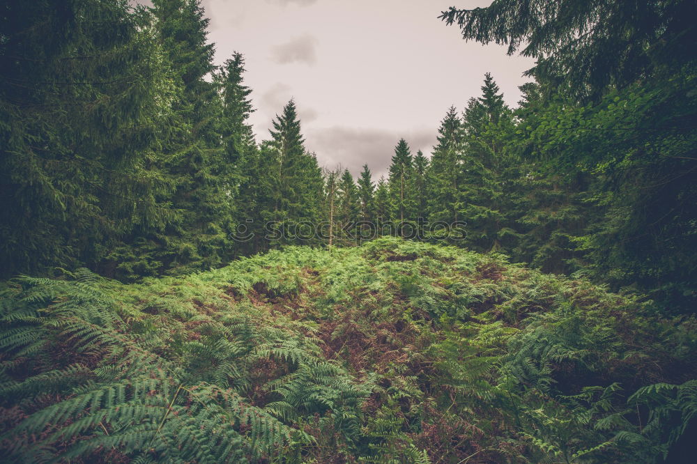 Similar – Image, Stock Photo Forest in a piece