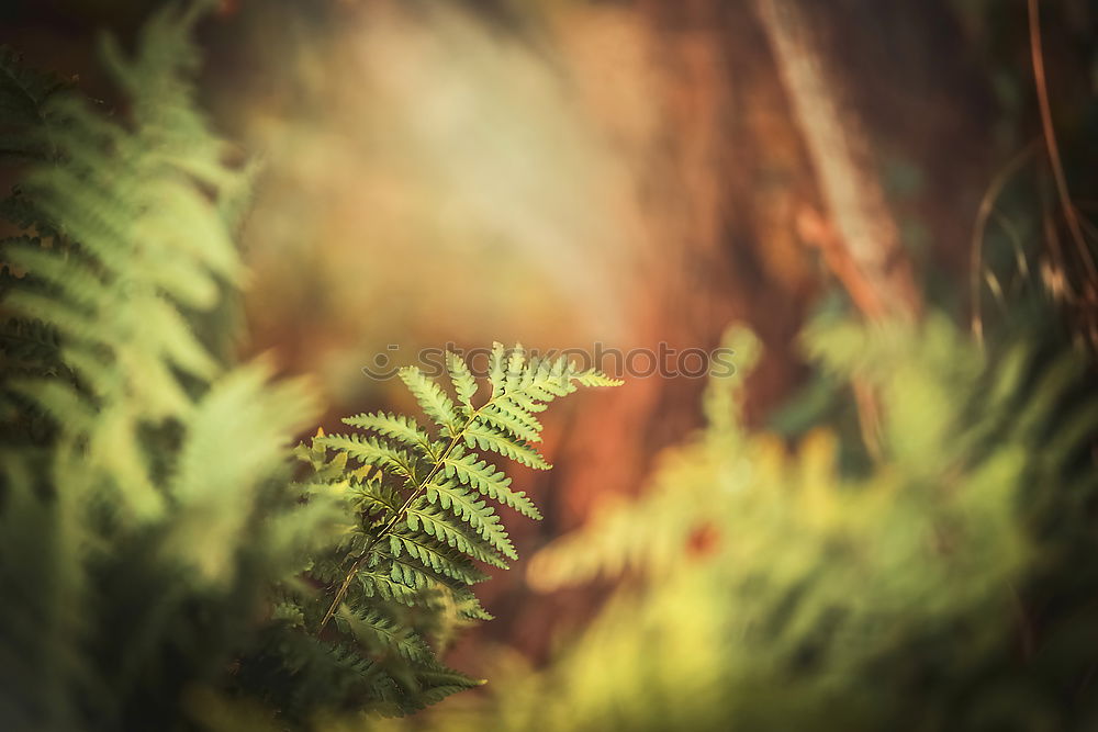 Similar – Grasses at the wayside in the afternoon light