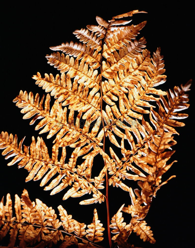 Similar – Image, Stock Photo Studio recording (macro) of a fern (autumnal)