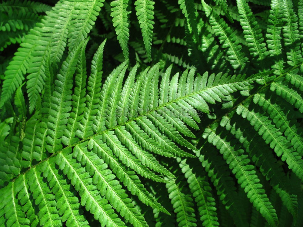 Similar – Image, Stock Photo fern Green Plant Leaf