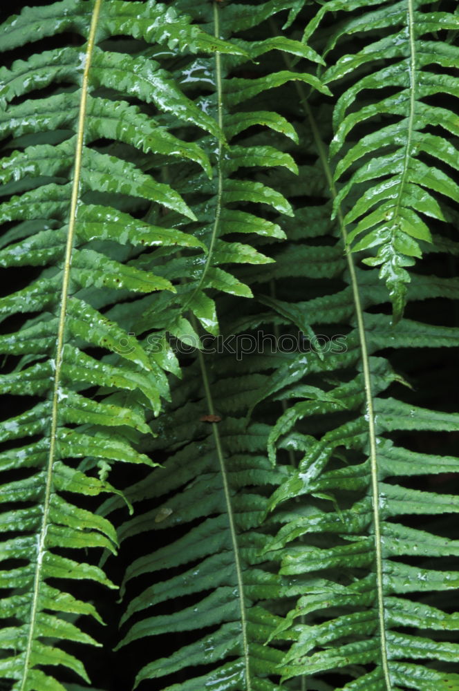 Image, Stock Photo green fern plant leaves