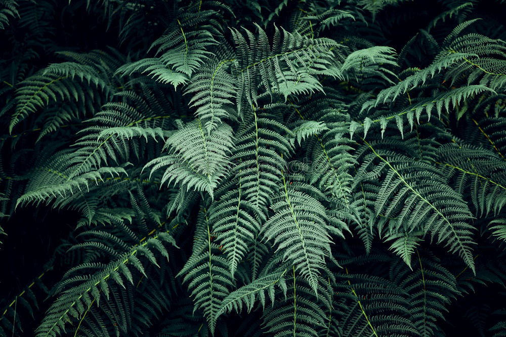 Similar – Image, Stock Photo green plant leaves Plant