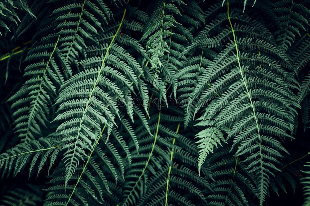 Similar – Image, Stock Photo frond Fern Environment