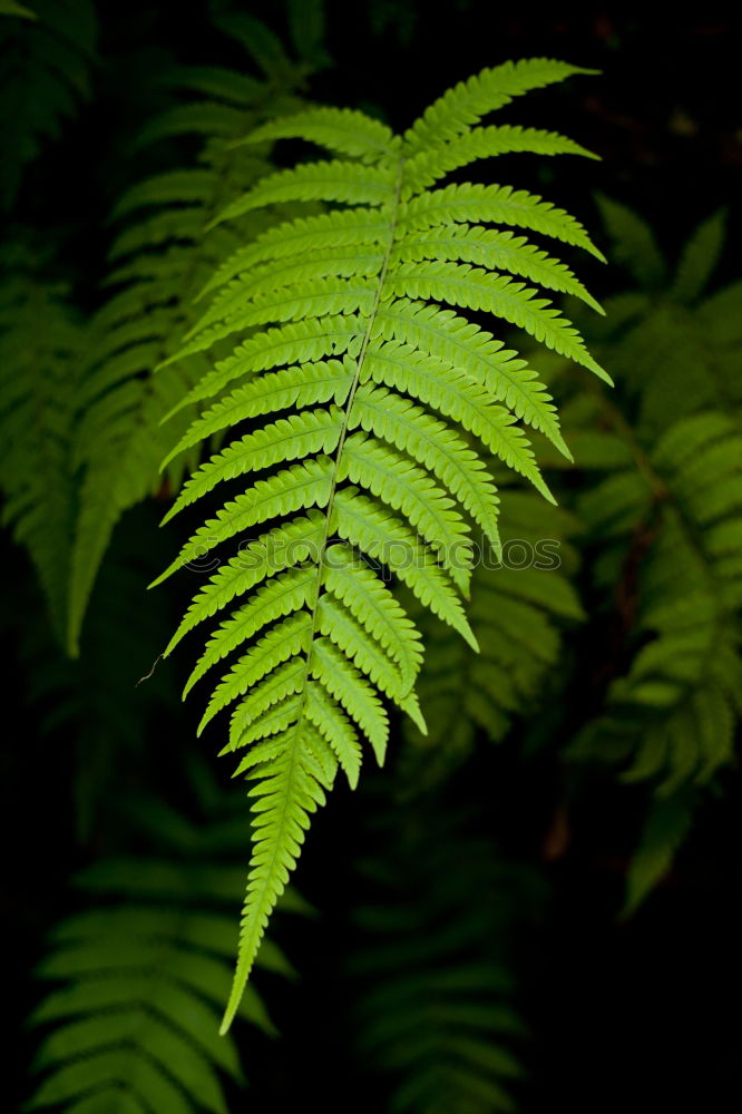 Similar – Image, Stock Photo fern Green Plant Leaf