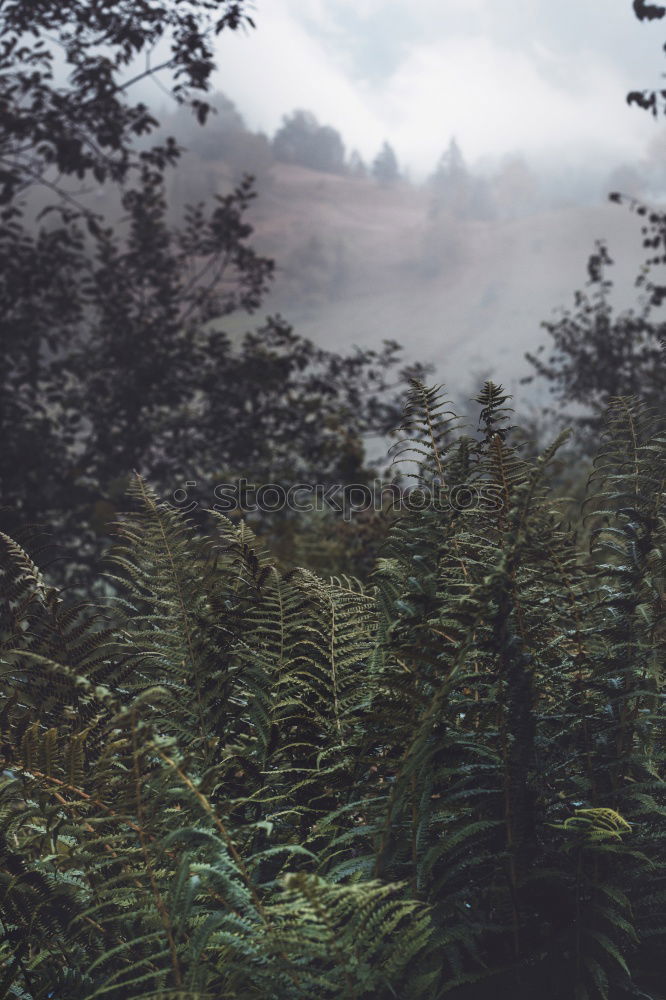 Similar – Image, Stock Photo Backpacker in rural field