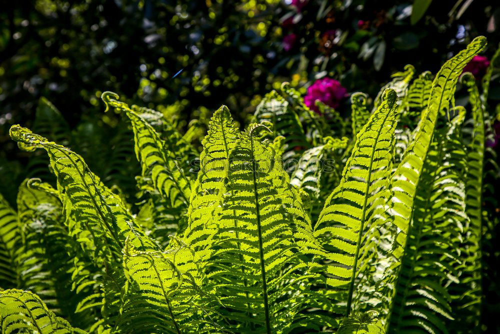 Similar – yellow and green Blossom