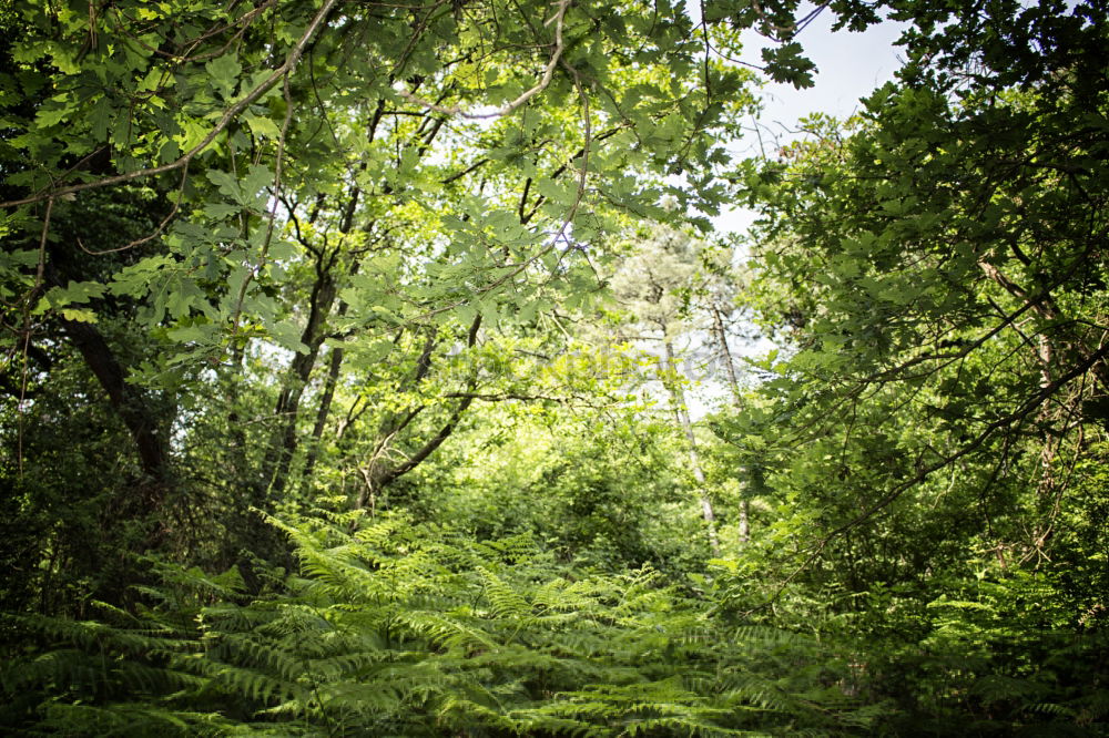 Similar – Grüner Wind Umwelt Natur