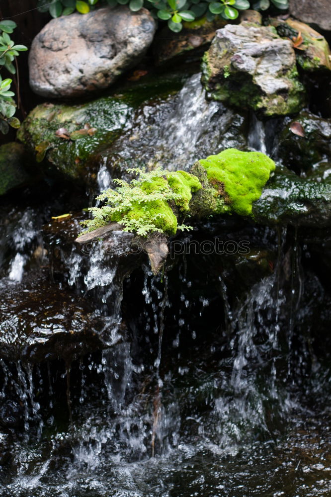 Similar – Image, Stock Photo little garden Pebble Round